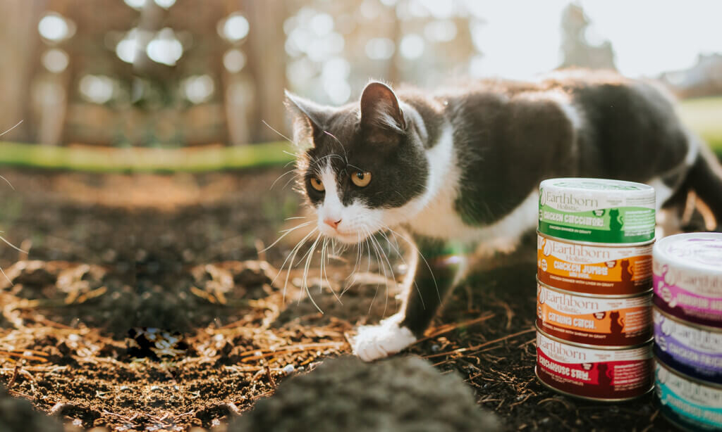 Earthborn canned cat food best sale