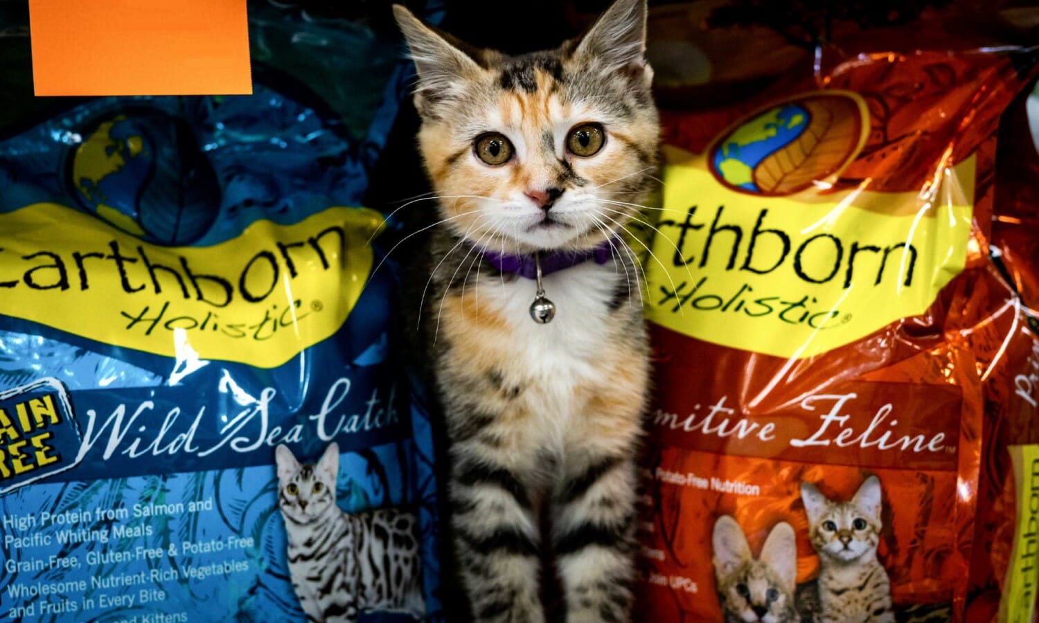 grain-free-cat-food-earthborn-holistic-pet-food-international