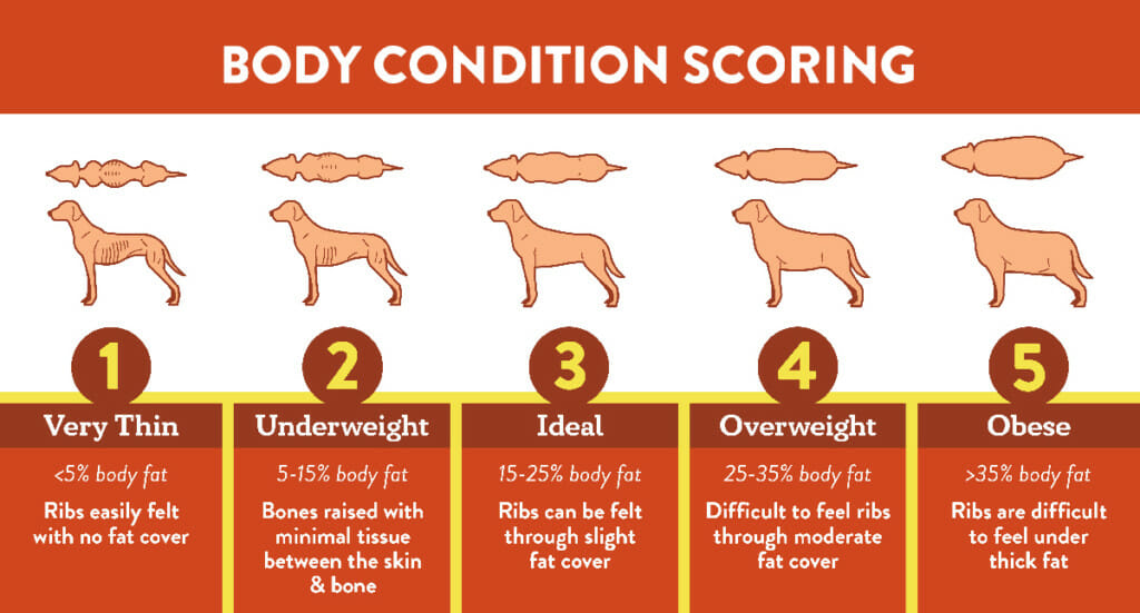 How heavy should my dog be - dog body condition score