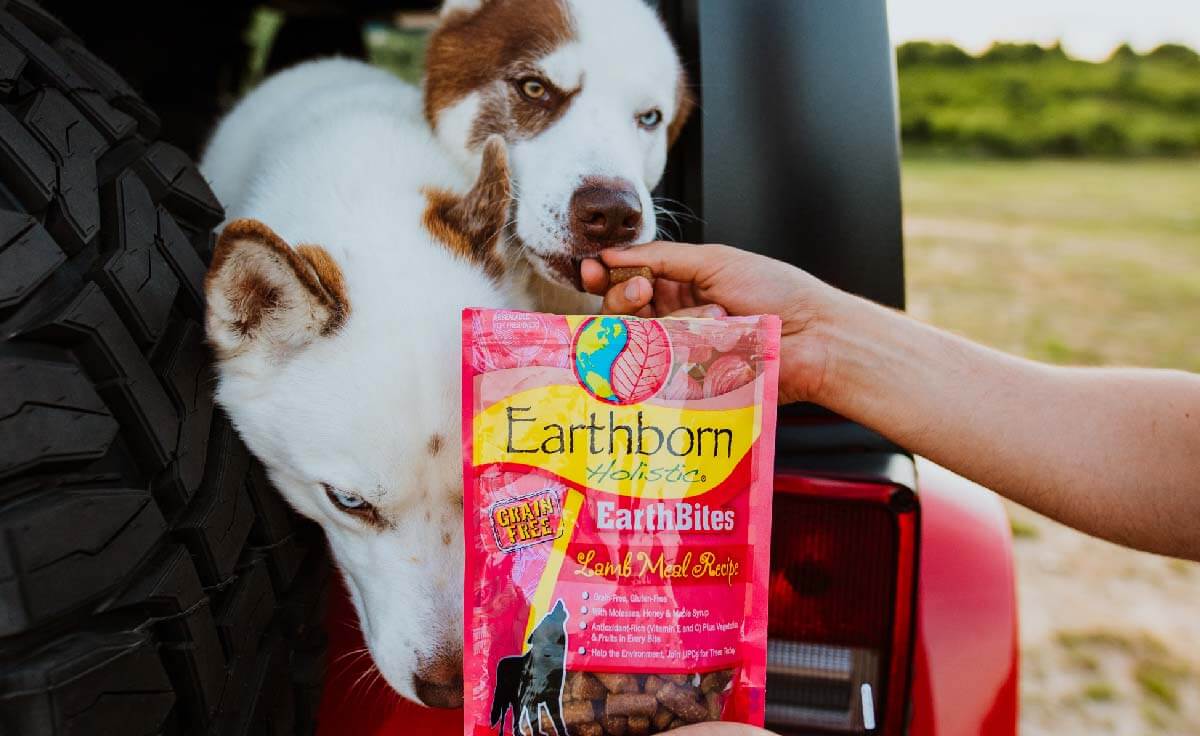 6 Enrichment Toys for Dogs  Earthborn Holistic Pet Food