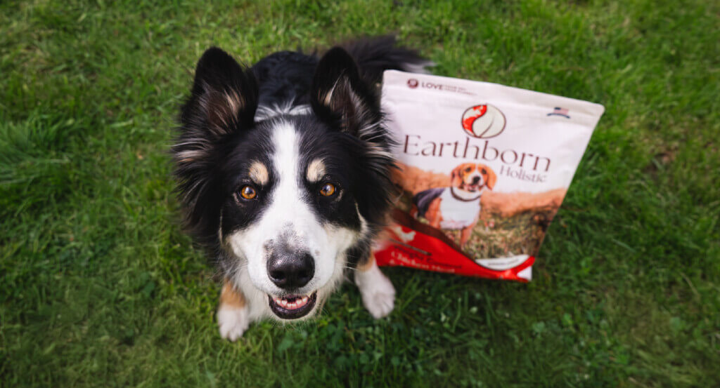 Wet vs Dry Weight Management Dog Food Earthborn Holistic Pet Food