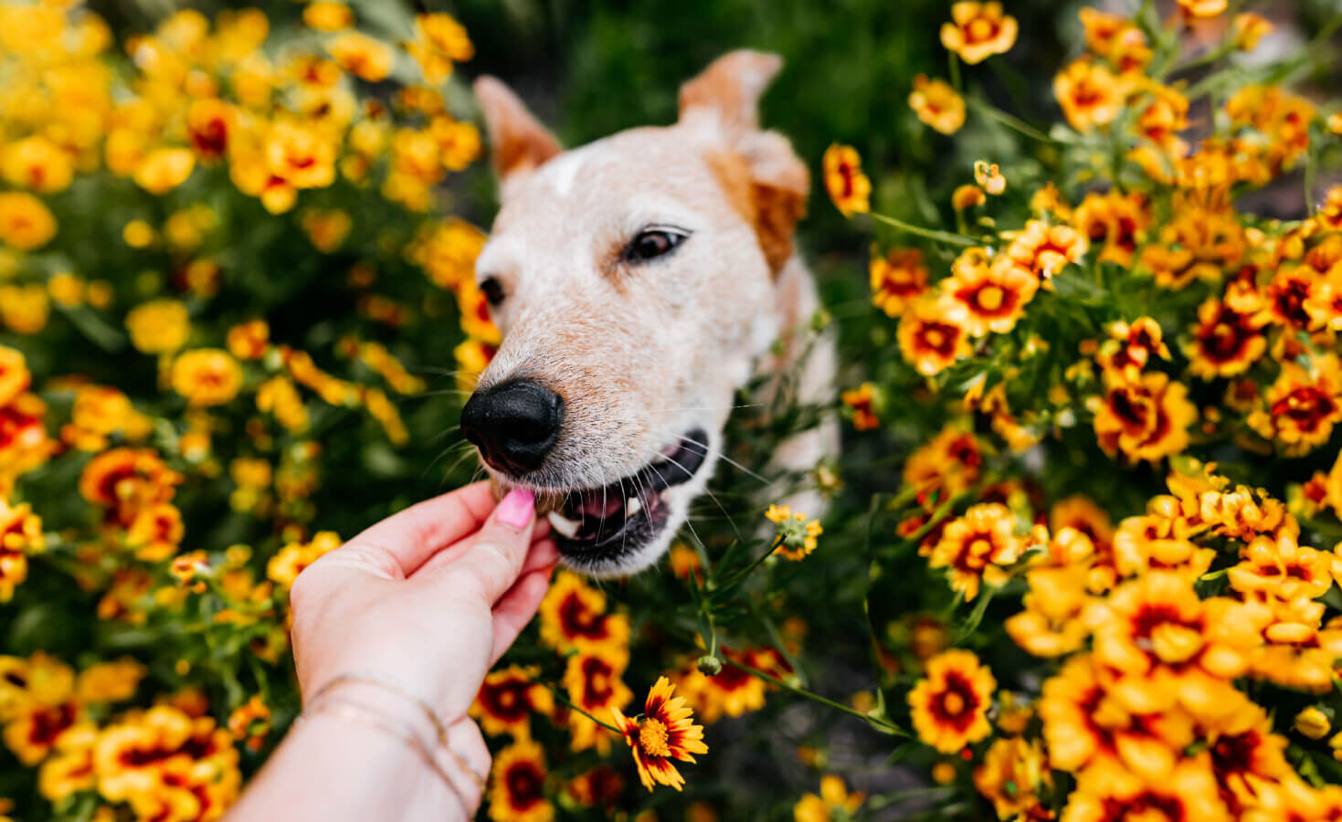 how do you treat seasonal allergies in dogs