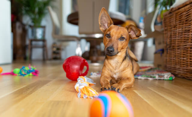 Fable Dog Toys- Environmental Enrichment for your Dog - Journeys and Jaunts