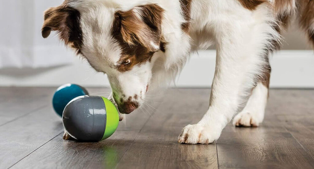 Dog enrichment toys and activities: Fun investments for your pet's