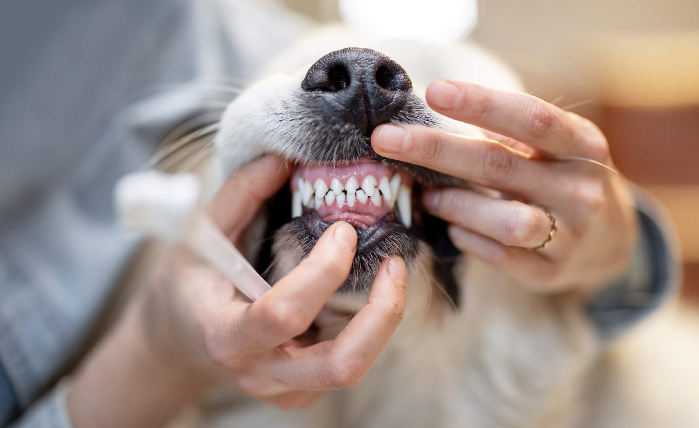 Best way to brush my dog's teeth best sale