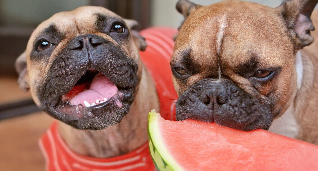 Can you feed dogs watermelon best sale