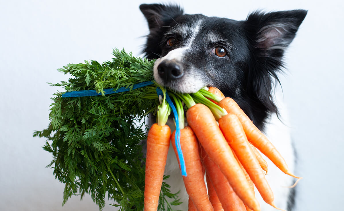 Dog allergic to carrots hotsell