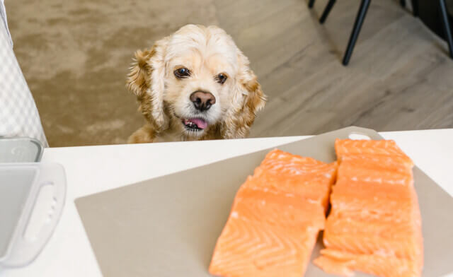 Can Dogs Eat Salmon Earthborn Holistic Pet Food