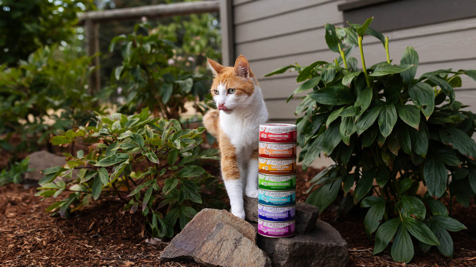 Holistic orders cat food recipes